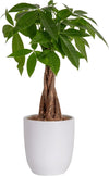 Money Tree, Easy Care Indoor Plant, Live Houseplant in Ceramic Planter Pot, Bonsai Potted in Potting Soil, Home Décor